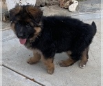 Small Photo #4 German Shepherd Dog Puppy For Sale in NORTHRIDGE, CA, USA