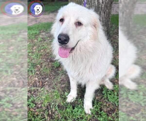 Medium Photo #4 Great Pyrenees Puppy For Sale in Spring, TX, USA