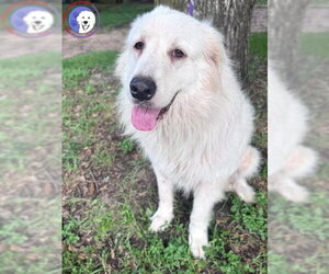Terrie - Female Great Pyrenees Dog for Adoption - Photo #4