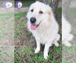 Small #3 Great Pyrenees