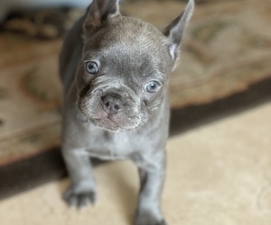French Bulldog Puppy for sale in PALM BCH GDNS, FL, USA