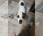 Small #5 Boston Terrier-Boxer Mix