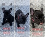 Small Photo #9 French Bulldog Puppy For Sale in MADISON, OH, USA