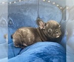 Small Photo #5 French Bulldog Puppy For Sale in JACKSON, MS, USA