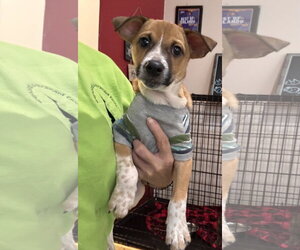Jack Russell Terrier-Parson Russell Terrier Mix Dogs for adoption in Sanford, FL, USA