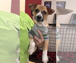 Heddy FH - Female Jack Russell Terrier-Parson Russell Terrier Mix Dog for Adoption - Small photo