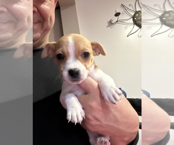 Medium Photo #1 Jack Russell Terrier Puppy For Sale in HARRISVILLE, RI, USA