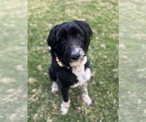 Mutt Dogs for adoption in Riverside, CA, USA