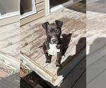 Small #2 American Staffordshire Terrier Mix