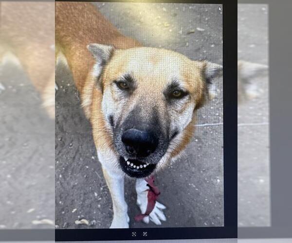 Medium Photo #1 German Shepherd Dog-Unknown Mix Puppy For Sale in San Antonio, TX, USA