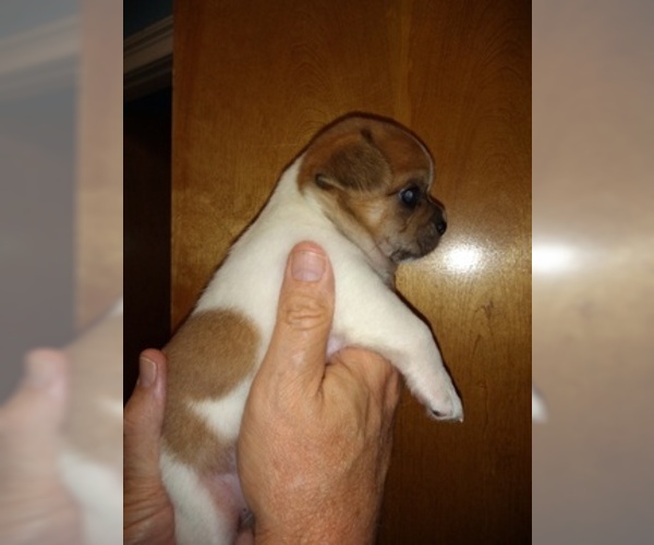 Medium Photo #4 Cheeks Puppy For Sale in MOUNT DORA, FL, USA