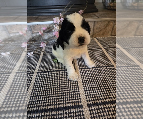 Medium Photo #4 Cocker Spaniel-English Springer Spaniel Mix Puppy For Sale in BAYLISS, CA, USA