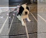 Small #3 Cocker Spaniel-English Springer Spaniel Mix