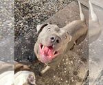 Small American Staffordshire Terrier