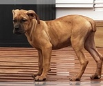 Puppy Puppy 8 Cane Corso
