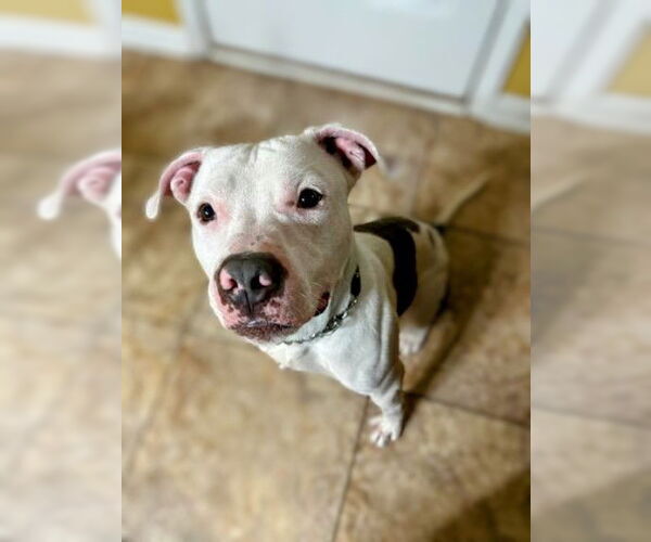 Medium Photo #3 American Bulldog-Unknown Mix Puppy For Sale in columbia, SC, USA