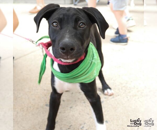 Medium Photo #2 Labrador Retriever-Retriever  Mix Puppy For Sale in Washington, DC, USA