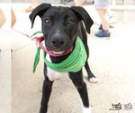 Small #1 Labrador Retriever-Retriever  Mix