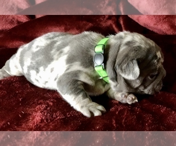 Medium Photo #7 French Bulldog Puppy For Sale in BUCKS BAR, CA, USA