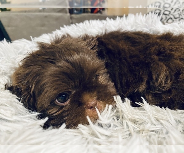 Medium Photo #6 Shih Tzu Puppy For Sale in MESA, AZ, USA