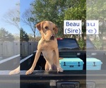 Small Photo #32 Labrador Retriever Puppy For Sale in MOBILE, AL, USA