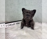 Small #4 French Bulldog