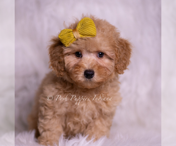 Medium Photo #1 Poodle (Toy) Puppy For Sale in WARSAW, IN, USA