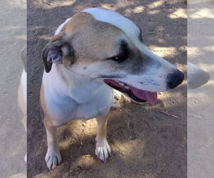 Holly - Female Greyhound-Sloughi Mix Dog for Adoption - Photo #3