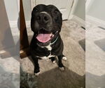 Small #6 American Pit Bull Terrier Mix