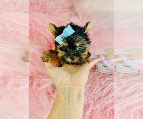 Medium Photo #17 Yorkshire Terrier Puppy For Sale in BOCA RATON, FL, USA