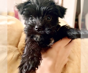 Yorkshire Terrier Puppy for sale in PALMETTO, FL, USA