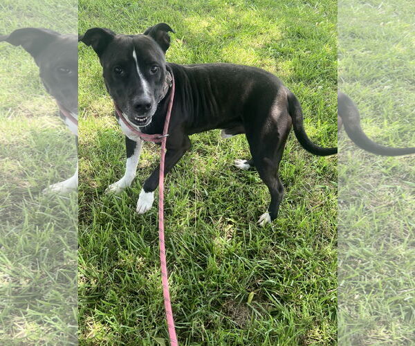 Medium Photo #3 American Pit Bull Terrier-Unknown Mix Puppy For Sale in Pryor, OK, USA