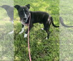 Small #2 American Pit Bull Terrier Mix