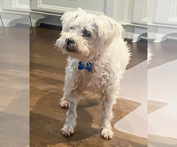 Medium Photo #1 Poodle (Miniature)-Unknown Mix Puppy For Sale in Corona, CA, USA