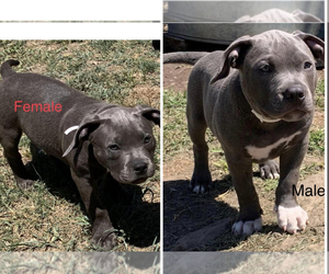 American Bully Puppy for sale in EVERTON, MO, USA