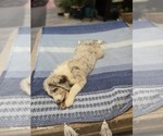 Small #4 Aussiedoodle