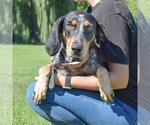 Small Photo #6 Bluetick Coonhound Puppy For Sale in Huntley, IL, USA