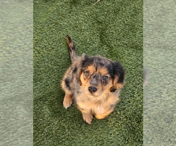 Medium Photo #14 Cavalier King Charles Spaniel-Miniature Australian Shepherd Mix Puppy For Sale in POMONA, CA, USA