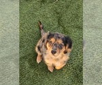 Puppy 4 Cavalier King Charles Spaniel-Miniature Australian Shepherd Mix