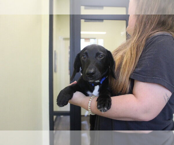 Medium Photo #2 Bassetdor Puppy For Sale in Chestertown, MD, USA