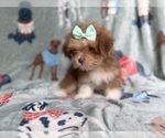 Small #5 Lhasa Apso