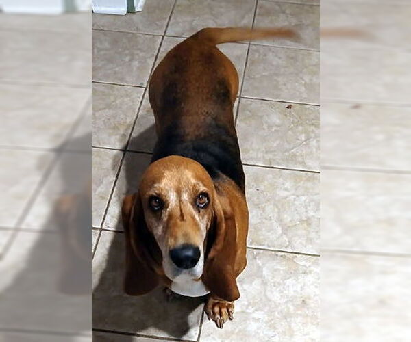 Medium Photo #5 Basset Hound Puppy For Sale in Deepwater, NJ, USA