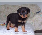 Small Photo #2 Rottweiler Puppy For Sale in APPLE CREEK, OH, USA