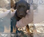 Small Photo #2 Plott Hound-Unknown Mix Puppy For Sale in Okolona, MS, USA