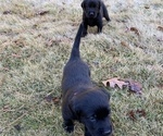 Small Photo #26 Labrador Retriever Puppy For Sale in ATHENS, GA, USA