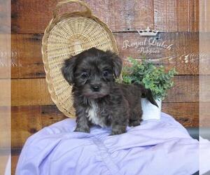 ShihPoo Puppy for sale in LE MARS, IA, USA