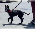 Small Mutt
