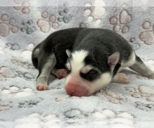 Siberian Husky Puppy for sale in COLUMBUS, NE, USA