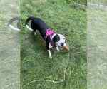 Small #8 Beagle Mix