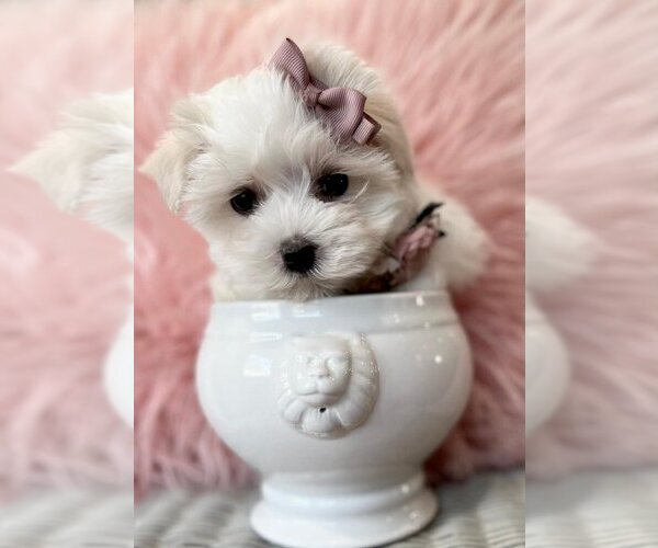 Medium Photo #15 Maltese Puppy For Sale in DELRAY BEACH, FL, USA